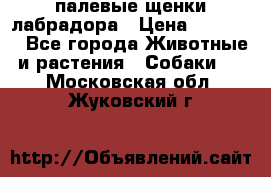 палевые щенки лабрадора › Цена ­ 30 000 - Все города Животные и растения » Собаки   . Московская обл.,Жуковский г.